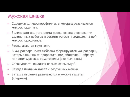 Мужская шишка Содержат микроспорофиллы, в которых развиваются микроспорангии. Зеленовато-желтого цвета расположена