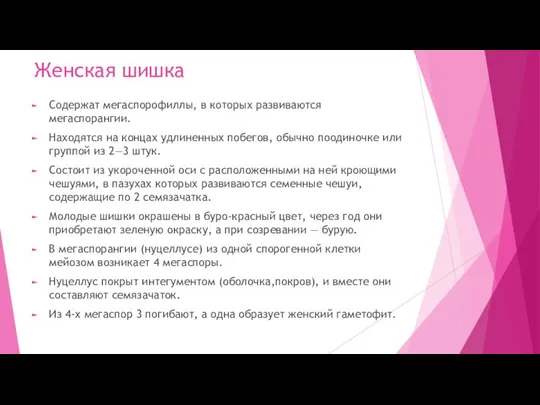 Женская шишка Содержат мегаспорофиллы, в которых развиваются мегаспорангии. Находятся на концах