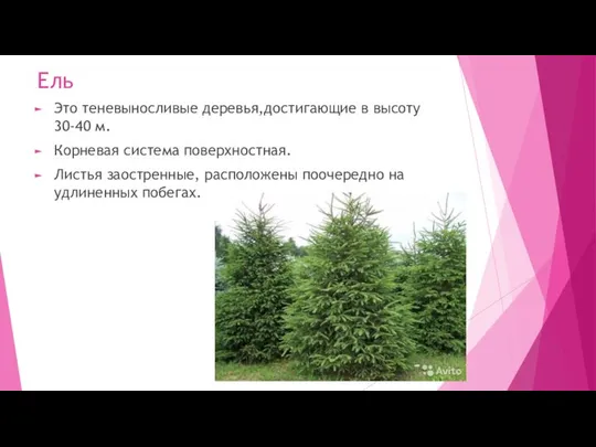 Ель Это теневыносливые деревья,достигающие в высоту 30-40 м. Корневая система поверхностная.