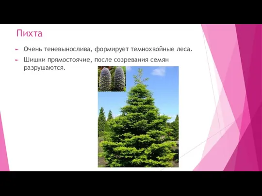 Пихта Очень теневынослива, формирует темнохвойные леса. Шишки прямостоячие, после созревания семян разрушаются.