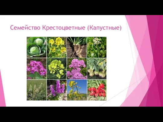 Семейство Крестоцветные (Капустные)