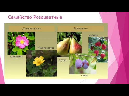 Семейство Розоцветные