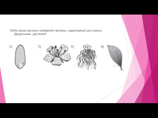 10)На каком рисунке изображён признак, характерный для класса Двудольные растения?
