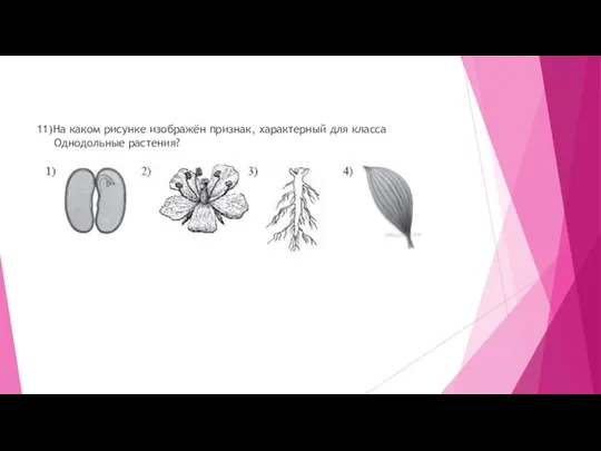 11)На каком рисунке изображён признак, характерный для класса Однодольные растения?