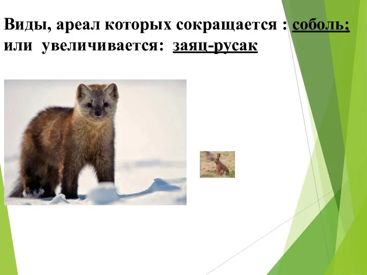 Виды, ареал которых сокращается : соболь; или увеличивается: заяц-русак