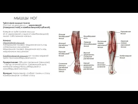 МЫШЦЫ НОГ Трёхглавая мышца голени Состоит из двух мышц — икроножной