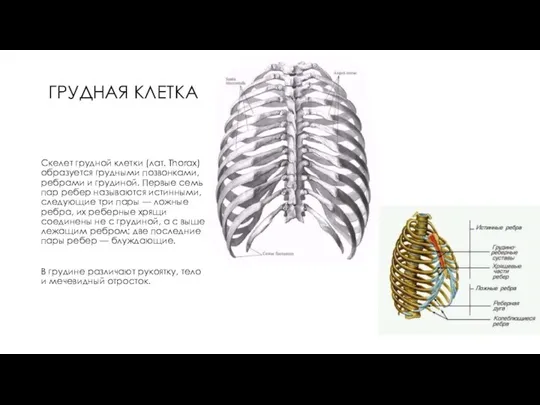 ГРУДНАЯ КЛЕТКА Скелет грудной клетки (лат. Thorax) образуется грудными позвонками, ребрами