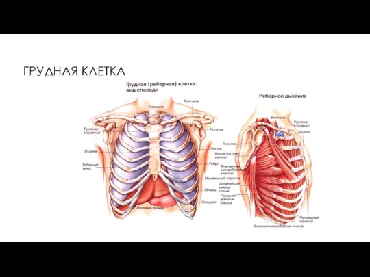 ГРУДНАЯ КЛЕТКА