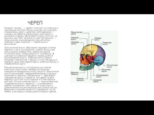 ЧЕРЕП Скелет головы — череп состоит из парных и непарных костей,