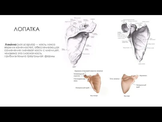 ЛОПАТКА Лопа́тка (лат.scapula) — кость пояса верхних конечностей, обеспечивающая сочленение плечевой