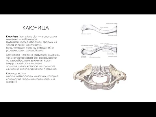 КЛЮЧИЦА Ключи́ца (лат. clavicula) — в анатомии человека — небольшая трубчатая