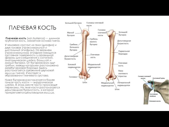 ПЛЕЧЕВАЯ КОСТЬ Плечева́я кость (лат.humerus) — длинная трубчатая кость, скелетная основа