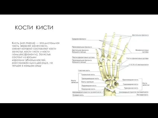 КОСТИ КИСТИ Кисть (лат.manus) — это дистальная часть верхней конечности, скелет