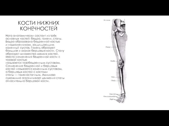 КОСТИ НИЖНИХ КОНЕЧНОСТЕЙ Нога анатомически состоит из трёх основных частей: бедра,