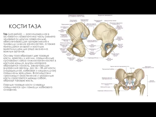 КОСТИ ТАЗА Таз (лат.pelvis) — расположенная в основании позвоночника часть скелета