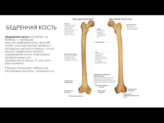 БЕДРЕННАЯ КОСТЬ Бе́дренная кость (лат.femur, os femoris) — наиболее крупная трубчатая