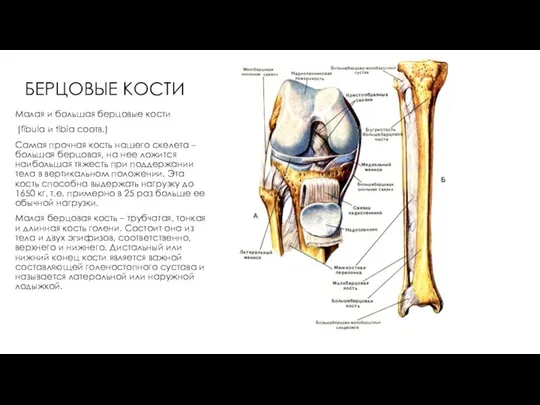 БЕРЦОВЫЕ КОСТИ Малая и большая берцовые кости (fibula и tibia соотв.)