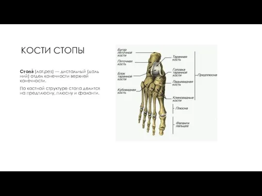 КОСТИ СТОПЫ Стопа́ (лат.pes) — дистальный (дальний) отдел конечности верхней конечности.