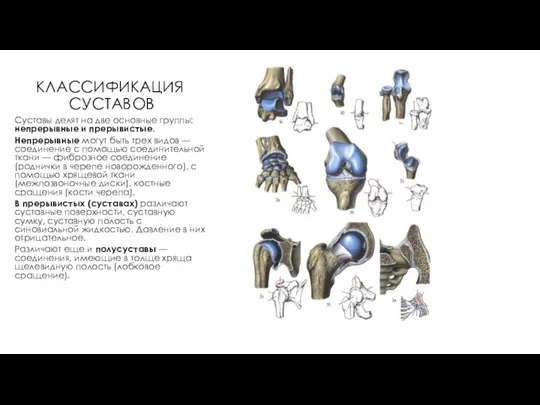 КЛАССИФИКАЦИЯ СУСТАВОВ Суставы делят на две основные группы: непрерывные и прерывистые.