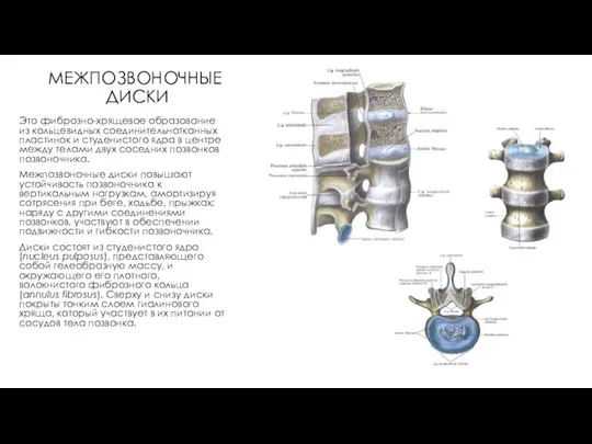 МЕЖПОЗВОНОЧНЫЕ ДИСКИ Это фиброзно-хрящевое образование из кольцевидных соединительнотканных пластинок и студенистого