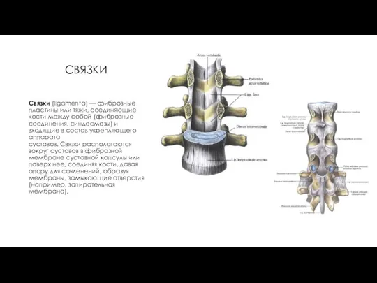 СВЯЗКИ Связки (ligamenta) — фиброзные пластины или тяжи, соединяющие кости между