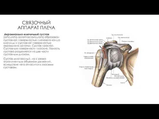 СВЯЗОЧНЫЙ АППАРАТ ПЛЕЧА Акромиально-ключичный сустав (articulatio acromioclavicularis) образован суставной поверхностью плечевого