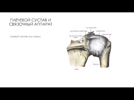 ПЛЕЧЕВОЙ СУСТАВ И СВЯЗОЧНЫЙ АППАРАТ (правый сустав, вид сзади)