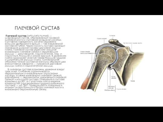 ПЛЕЧЕВОЙ СУСТАВ Плечевой сустав (articulatio humeri) — шаровидный сустав, образованный головкой