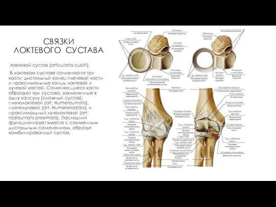 СВЯЗКИ ЛОКТЕВОГО СУСТАВА Локтевой сустав (articulatio cubiti). В локтевом суставе сочленяются