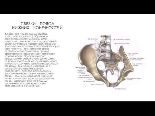 СВЯЗКИ ПОЯСА НИЖНИХ КОНЕЧНОСТЕ Й Крестцово-подвздошный сустав (articulatio sacroiliaca) образован сочленяющимися