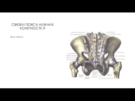 СВЯЗКИ ПОЯСА НИЖНИХ КОНЕЧНОСТЕ Й (вид сзади)