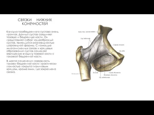СВЯЗКИ НИЖНИХ КОНЕЧНОСТЕЙ Капсула тазобедренного сустава очень прочная. Данный сустав соединяет
