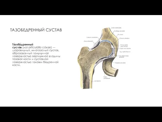 ТАЗОБЕДРЕННЫЙ СУСТАВ Та́зобе́дренный суста́в (лат.articulátio cóxae) — шаровидный, многоосный сустав, образованный