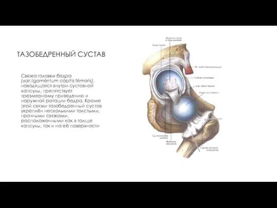 ТАЗОБЕДРЕННЫЙ СУСТАВ Связка головки бедра (лат.ligaméntum cápitis fémoris), находящаяся внутри суставной