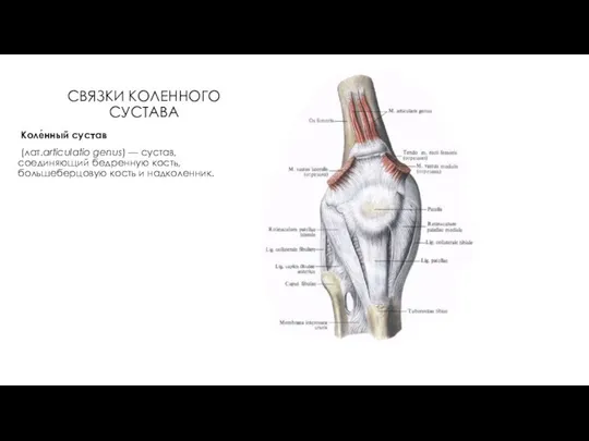 СВЯЗКИ КОЛЕННОГО СУСТАВА Коле́нный сустав (лат.articulatio genus) — сустав, соединяющий бедренную кость, большеберцовую кость и надколенник.