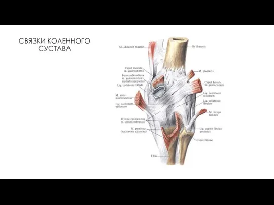 СВЯЗКИ КОЛЕННОГО СУСТАВА