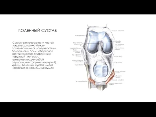 КОЛЕННЫЙ СУСТАВ Суставные поверхности костей покрыты хрящом. Между сочленяющимися поверхностями бедренной