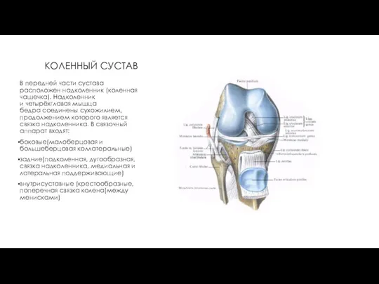 КОЛЕННЫЙ СУСТАВ В передней части сустава расположен надколенник (коленная чашечка). Надколенник