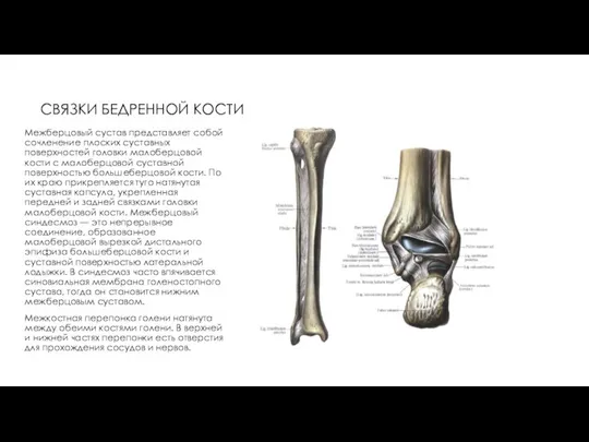 СВЯЗКИ БЕДРЕННОЙ КОСТИ Межберцовый сустав представляет собой сочленение плоских суставных поверхностей