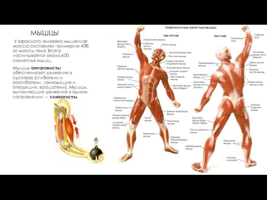 МЫШЦЫ У взрослого человека мышечная масса составляет примерно 40% от массы