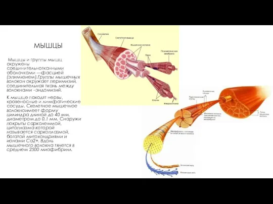 МЫШЦЫ Мышцы и группы мышц окружены соединительнотканными оболочками —фасцией (эпимизием).Группы мышечных