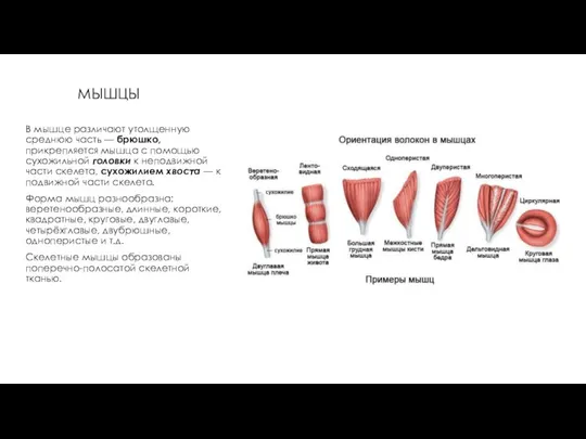 МЫШЦЫ В мышце различают утолщенную среднюю часть — брюшко, прикрепляется мышца