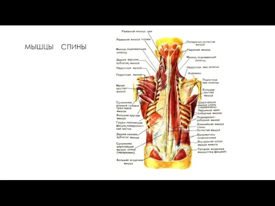 МЫШЦЫ СПИНЫ