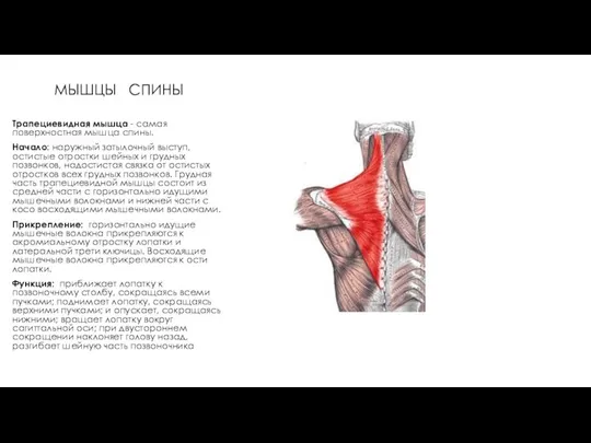 МЫШЦЫ СПИНЫ Трапециевидная мышца - самая поверхностная мышца спины. Начало: наружный