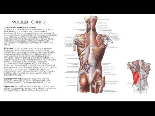 МЫШЦЫ СПИНЫ Широчайшая мышца спины Поверхностная мышца, занимающая всю нижнюю часть