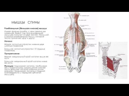 МЫШЦЫ СПИНЫ Ромбовидные (большая и малая) мышцы Имеет форму ромба, с