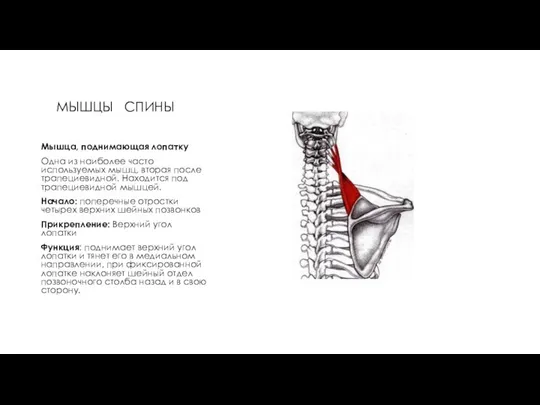 МЫШЦЫ СПИНЫ Мышца, поднимающая лопатку Одна из наиболее часто используемых мышц,