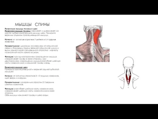 МЫШЦЫ СПИНЫ Ременные мышцы головы и шеи Ременная мышца головы покрывает