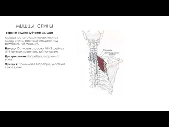 МЫШЦЫ СПИНЫ Верхняя задняя зубчатая мышца мышца третьего слоя поверхностных мышц