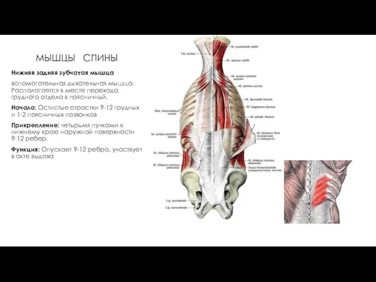 МЫШЦЫ СПИНЫ Нижняя задняя зубчатая мышца вспомогательная дыхательная мышца. Располагается в